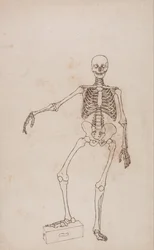 Vergleichende anatomische Darstellung der Struktur des menschlichen Körpers mit der eines Tigers und einer Kuh